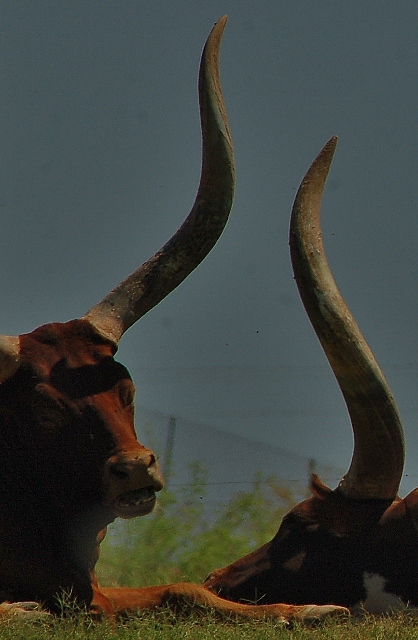 watusi cattle